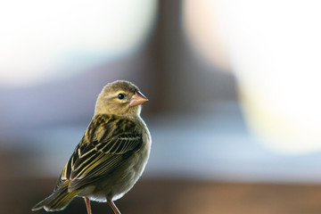 Vogel