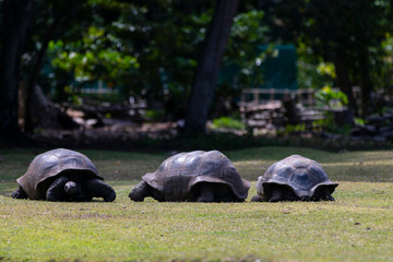 Schildkröten1