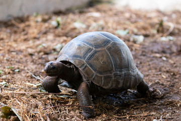 Schildkröte3