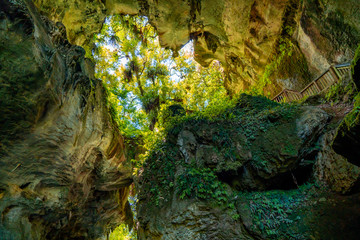 Mangapohue Natural Bridge, Waitomo, Waikato, New Zealand