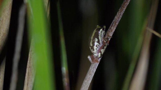 Painted Reed Frog
