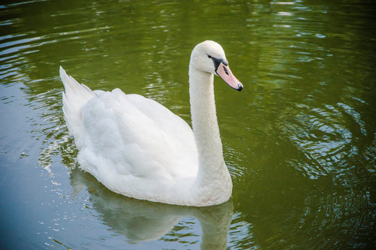 White swan on a pond