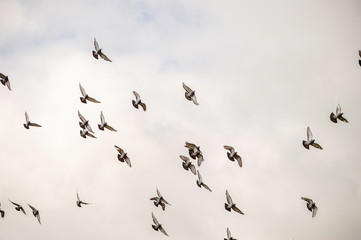 Group of pigeons flying in the sky