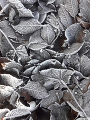 Blätter mit Frost