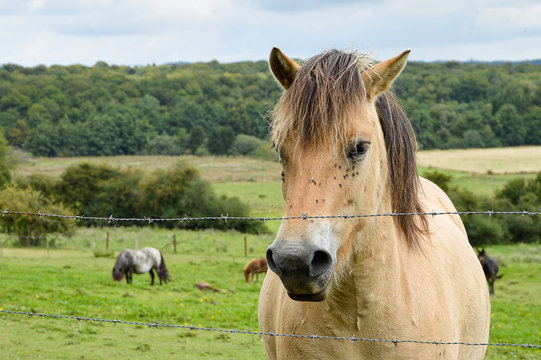 Brown horse behind his fence