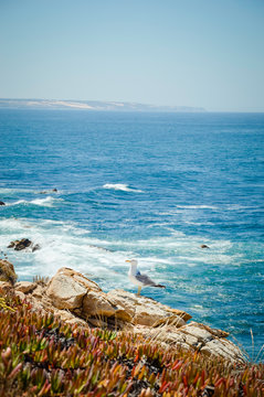 Seagull resting on the rocky shore