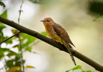 Plaintive Cuckoo is sitting o the tree branch