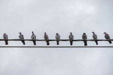 Pigeons sitting on an electric wire
