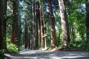 【日本】参道の杉並木