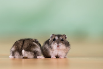 Closeup of two small funny miniature jungar hamsters sitting on a floor. Fluffy and cute Dzhungar rats at home.