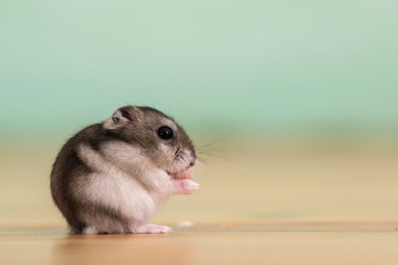 Closeup of a small funny miniature jungar hamster sitting on a floor. Fluffy and cute Dzhungar rat at home.