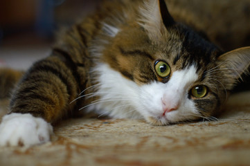 domestic, three-colored cat lies on a carpet.