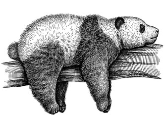 black and white engrave isolated panda illustration © Turaev