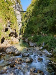 river in forest