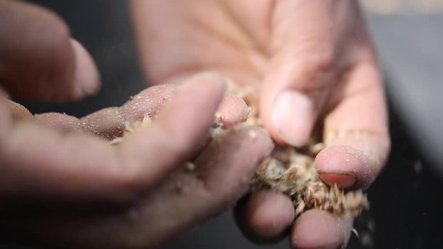 Seed Harvesting