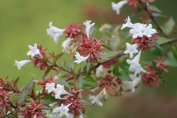 Flowers in the park