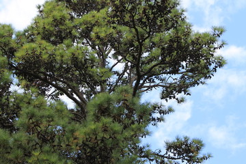 Tree in the park