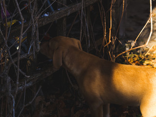 Golden cute puppy playing in winter garden in the middle of the leaves and ground, snow