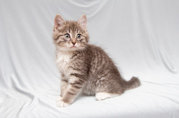 Fototapeta na wymiar Fluffy striped gray kitten sits on a gray background. He has white paws and a thoughtful look.