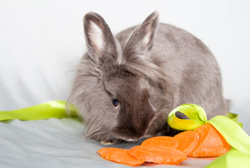 A gray little fluffy rabbit with a funny fringe sniffs a sliced orange carrot, which is tied with a green satin ribbon.
