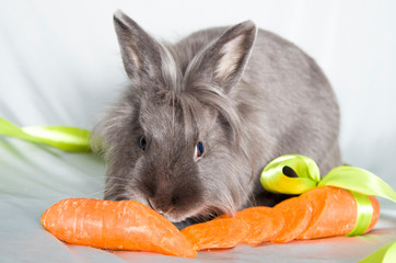 Fluffy little gray rabbit with a funny bangs tastes like sliced orange carrots. The carrot is tied...