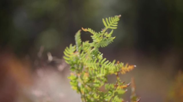 Graceful Green & Sun