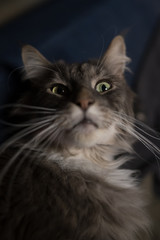 Closed up of domestic adorable black grey Maine Coon kitten, young peaceful cat in sunshine day