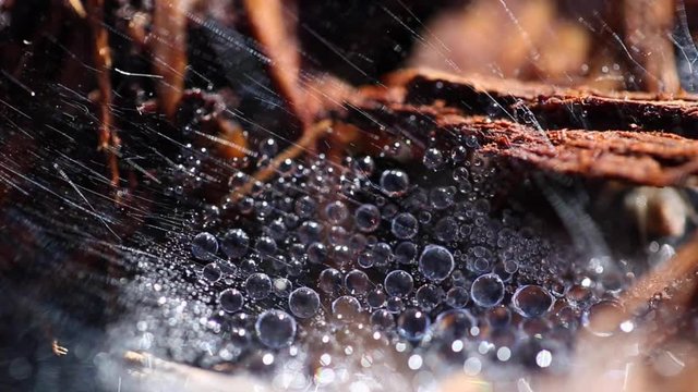 Perfect Sunlit Droplets In Spiderweb