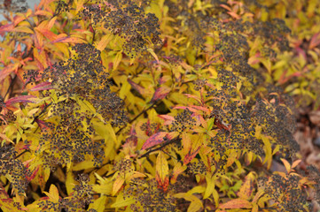 dry wilted flowers of a japanese meadowsweet