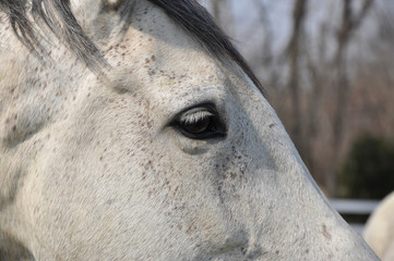 white horse eye