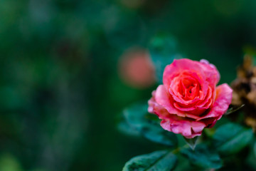 beautiful pink rose blossom fully opened on a blurry background with copy space. fresh morning concept