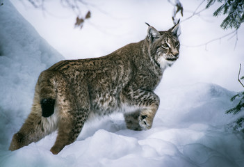 Luchs auf der Pirsch