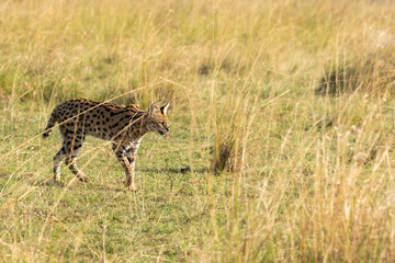 A female serval cat walking in the grasslands of Masai Mara National Reserve during a wildlife safari