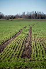 Green wheat field in spring time.