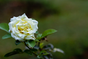 beautiful white rose bloomed in the garden. natural beauty concept