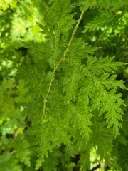 green leaves of a tree