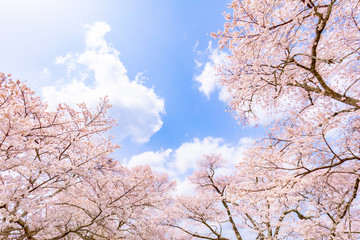 Fototapety  Tree, Cherry blossom, Branch