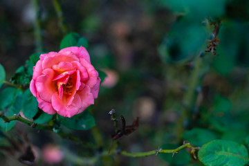 macro close up of floribunda flower on blurred plants in the background with a copy space. fresh concept