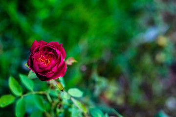 mid close up beautiful dark red rose on blurry green background with copy space in the right. rose day concept