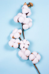 branch of white soft cotton on blue background