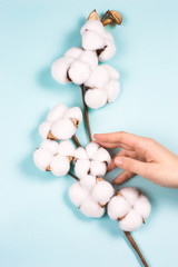 branch of white soft cotton in woman hand on blue background