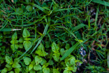 wet green grass in the early morning. wet concept