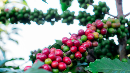 Coffee berries in the plant