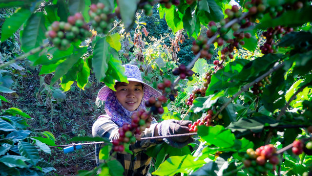 Asia women farmer picking coffee in the plant
