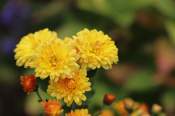 黄色い菊の花