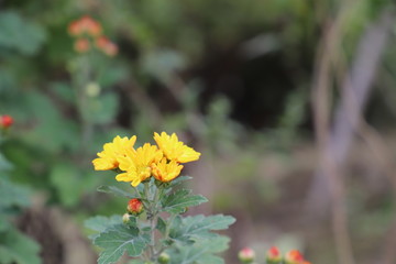 黄色い菊の花