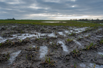 Icy wheat field in late autumn.