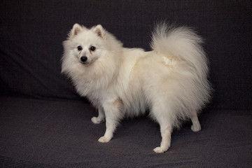 The Japanese Spitz