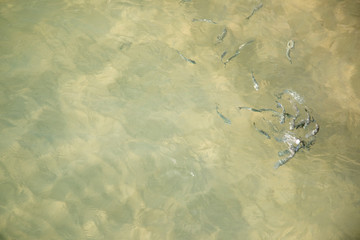 Aerial view of moving seawater with fishes - building abstract structures - seafood sea water yellow green blue move movement wet summer sun holiday vacation close to a beach port peer from above