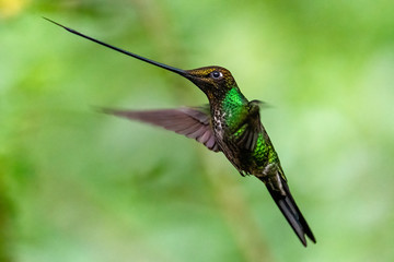 Blue hummingbird Violet Sabrewing flying next to beautiful red flower. Tinny bird fly in jungle. Wildlife in tropic Costa Rica. Two bird sucking nectar from bloom in the forest. Bird behaviour